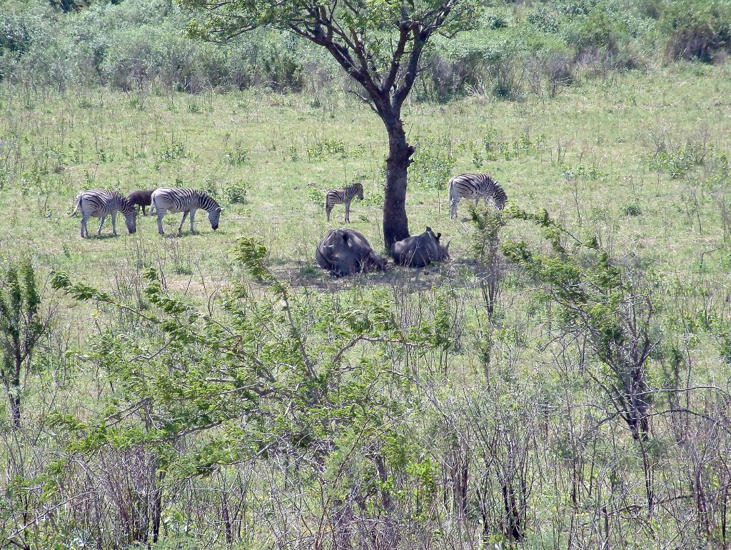 01-Zebras and white rhinos.jpg - Zebras and white rhinos